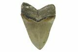 Serrated, Fossil Megalodon Tooth - North Carolina #338474-1